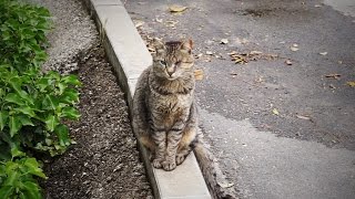 A ONE-EYED CAT! - Dubrovnik, Croatia Vlog