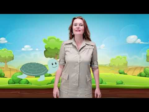 La Famille Tortue - Chanson pour Enfant - Les Comptines d'Izaé