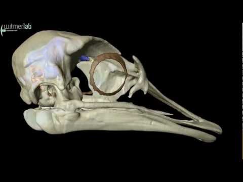 Ostrich brain and inner ear endocast based on microCT scanning