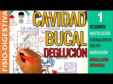 PHYSIOLOGY OF THE ORAL CAVITY, MASTICATION, SALIVA FORMATION, INNERVATION, REFLEXES | Digestive