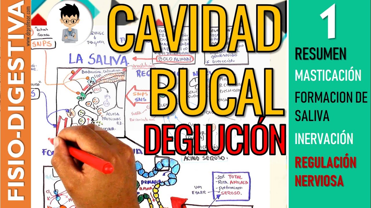 FISIOLOGIA de la CAVIDAD BUCAL, MASTICACION, Formación de SALIVA, INERVACIÓN, REFLEJOS | Digestivo