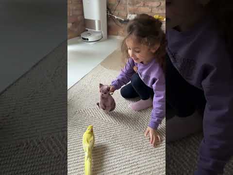 Kediden korkmayan kuş #ahsenasaf #shorts