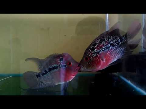 Flowerhorn fish mating