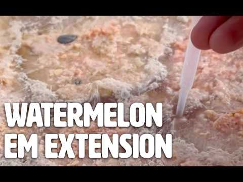 Boosting Watermelon Growth: EM Application Extended