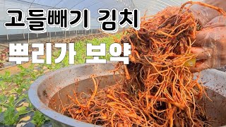 고들빼기는 뿌리가 보약 쓴맛이 고들빼기 김치맛 살린다  고들빼기 김치 맛있게 담는 꿀팁
