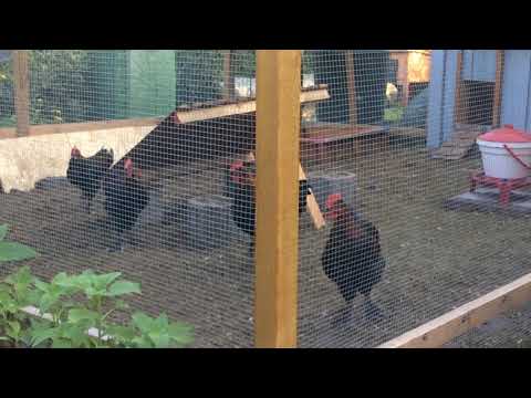 Ansturm der Hühner am Morgen