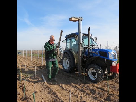 Das Spalier für die neue Rebanlage entsteht.