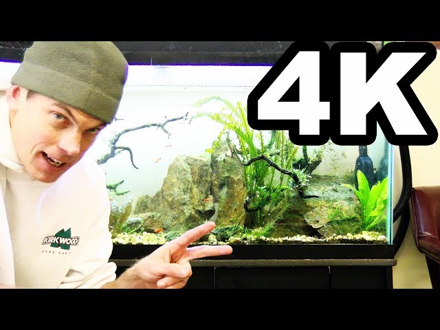 TOOK A BEATING No Maintenance Tank THE CHOSEN ONE 4K Update on the no maintenance aquarium