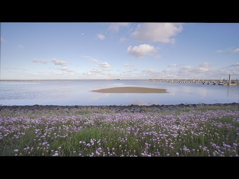 Naturgeräusche mit Möwen am Hafen von Langeoog