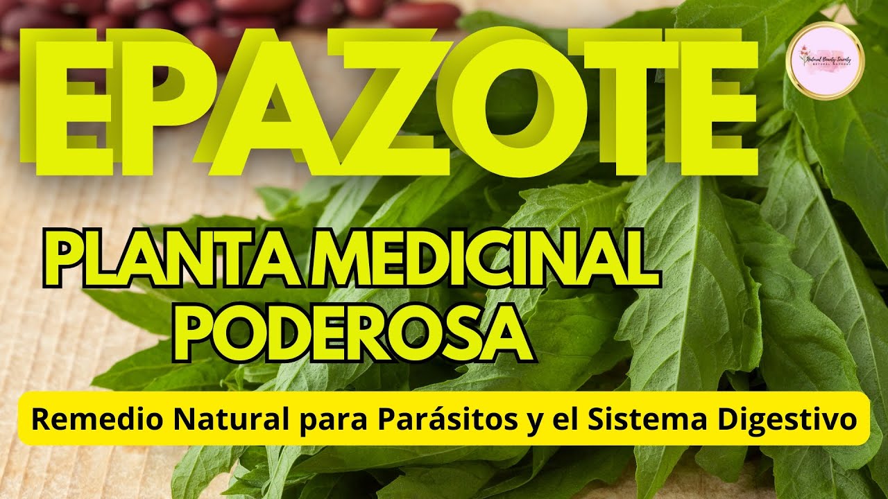 DOCUMENTAL EPAZOTE Planta Medicinal Usos Usos y Beneficios para la SALUD