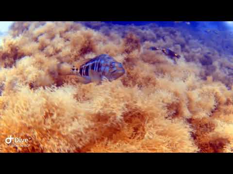 Serranus cabrilla