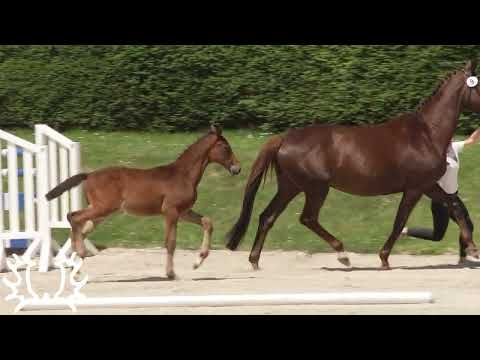 Nachtkauz  von Zauberkönig *2024 Gestüt Elmarshausen