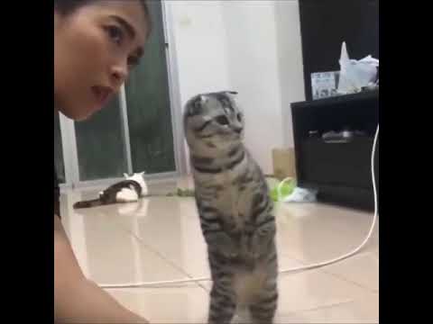 Funniest Cats 😹   Don't try to hold back Laughter 😂   Funny Cats Life