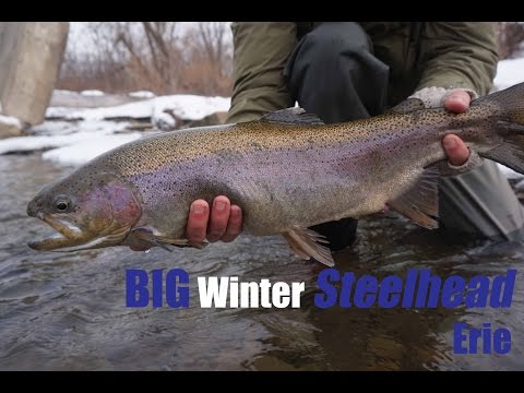 Big Winter Steelhead - Erie Steelhead fishing