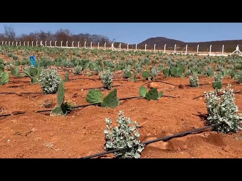 Agrônomo e sociólogo fala dos pequenos produtores na agricultura familiar no Piauí 29 04 2023