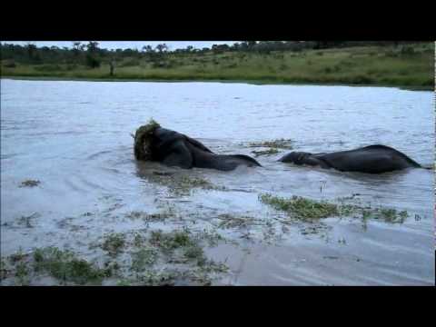 Elephants swimming at Dam 5