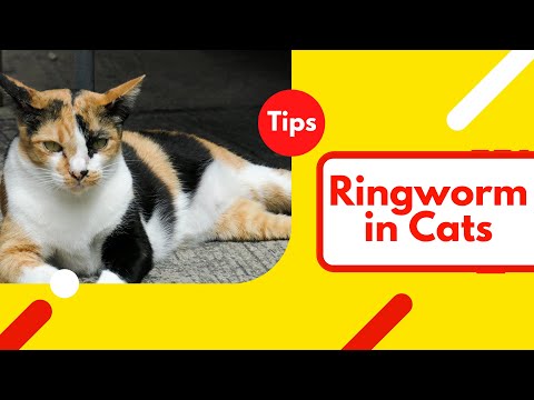 How to Know if Your Cat Has Ringworm and What to Do ! Cat Health