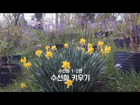 , title : '[꽃이야기] 수선화 1-2편 (이로가든스쿨)'