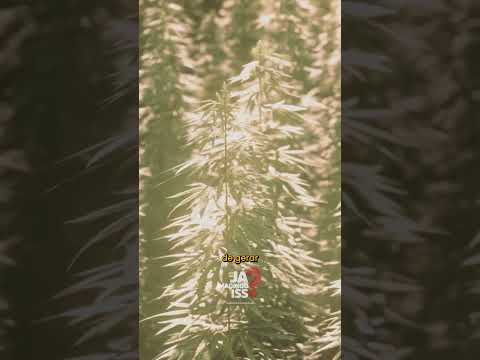 Plantar Cannabis pode render 11 Vezes Mais que a Soja!