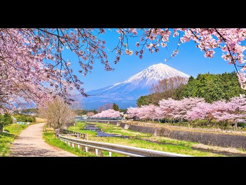 Trên cánh hoa đào - Tha Phương