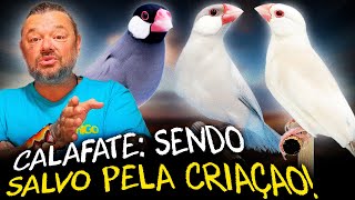 Miniatura do vídeo