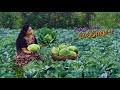 Cabbage harvest! Lunch menu with cabbage meatballs, Pink Raita & Curry was so devine| Traditional Me