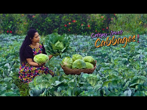 Cabbage harvest! Lunch menu with cabbage meatballs, Pink Raita & Curry was so devine| Traditional Me