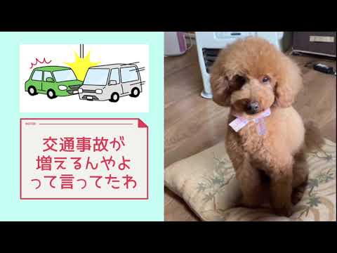 ワンワンU・x・Uお悩み相談室7️⃣8️⃣〜越前市「マロンちゃん」９月は #高齢者交通安全推進月間