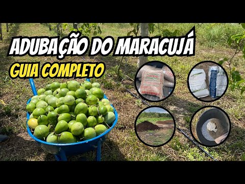 Como adubar o maracujá corretamente - Guia completo
