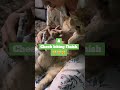 A Cheek Biting Finish Yourcat Adoptdontshop Kitten Orangecat