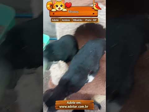 Vídeo de filhotes