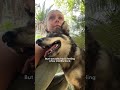 Stray Dog Won't Stop Following Tourist | The Dodo