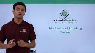 Class 11th – Mechanism of Breathing – Process | Breathing and Exchange of Gases | Tutorials Point