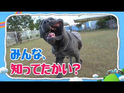 ナポリタン・マスティフ