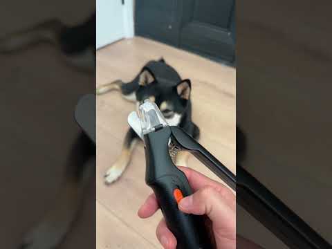 This Nail Cutter Can Save Dogs 🐶