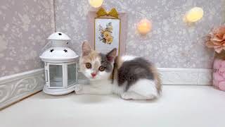 スコティッシュストレートの動画01