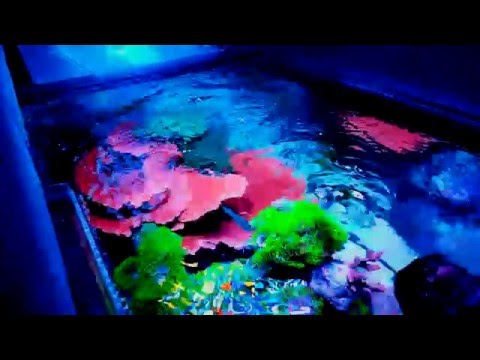 (WATER FLOW) more important than lighting? IN A REEF TANK