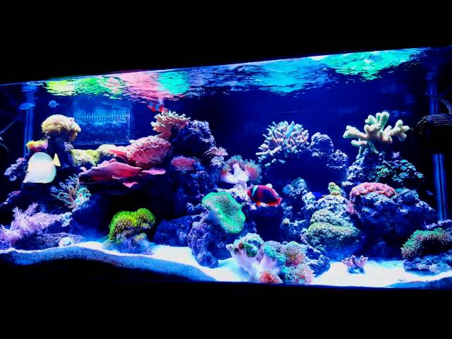 (WATER FLOW) more important than lighting? IN A REEF TANK