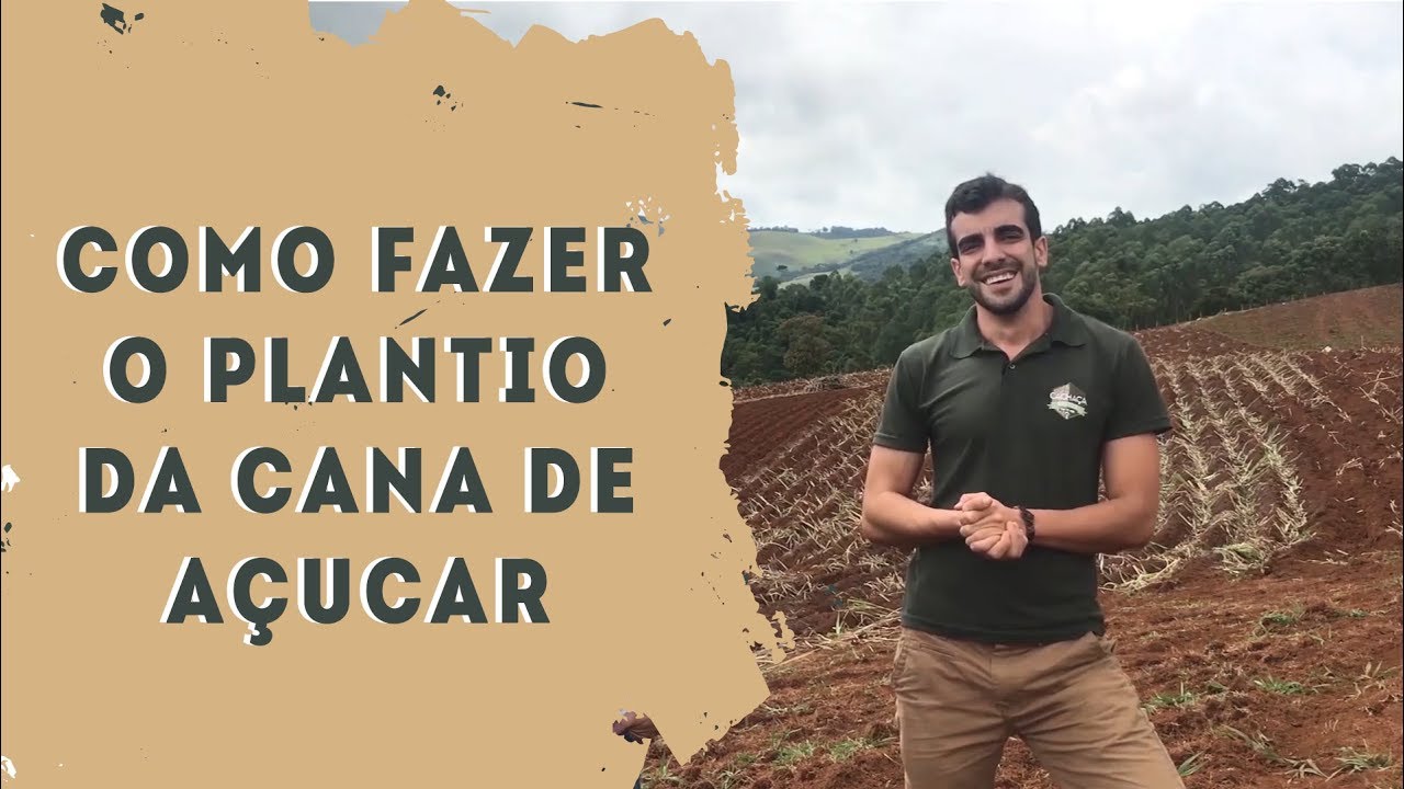 COMO FAZER O PLANTIO DA CANA DE AÇÚCAR