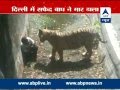 Homem cai na jaula de tigre em zoologico na India e ...