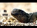 Ozzy Man Reviews Iguana Vs Snakes Planet Earth 2