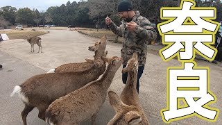 【鹿】関西遠征サバゲーの裏で観光していました【奈良】