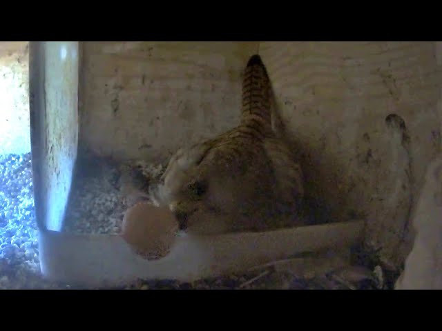 Live webcam view of Lesser Kestrel Nest Cam