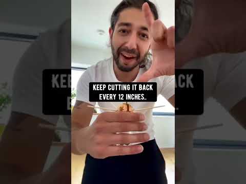 How to Grow an Avocado Plant | creative explained