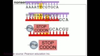 Mutation and DNA repair mechanism animation