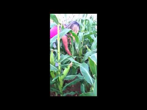 Fizz and the Corn Fields