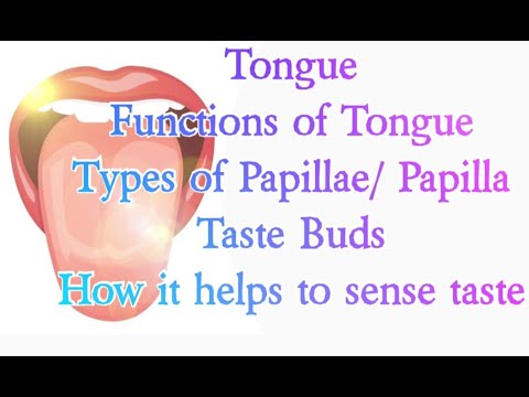 Tongue - Functions of tongue - Different types of papillae/ papilla - Taste buds