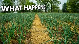 Can I Just Plant Garlic in the Spring? Well…