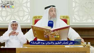 462 - هل تُحشر الطيور والدواب يوم القيامة؟ - عثمان الخميس