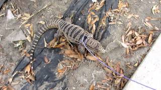 Tegu exploring outside on his leash in the dirt and leaves (HD)